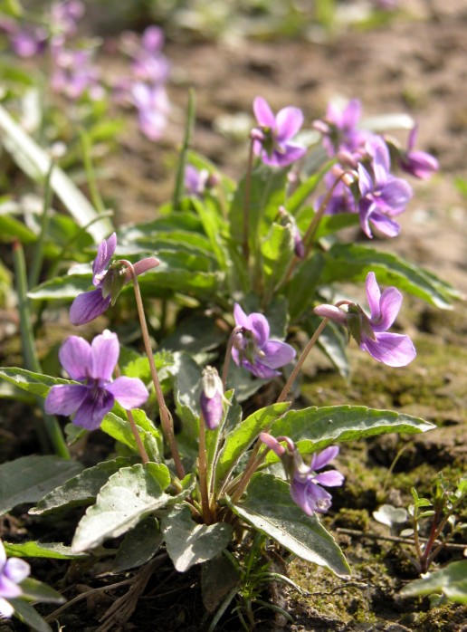 Viola yedoensis seed Herba Violae